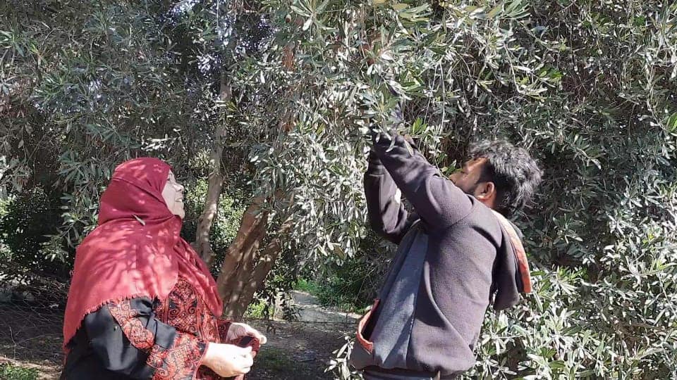  ادوار تحتفل باليوم الوطني للمرأة الفلسطينية بين أشجار الزيتون