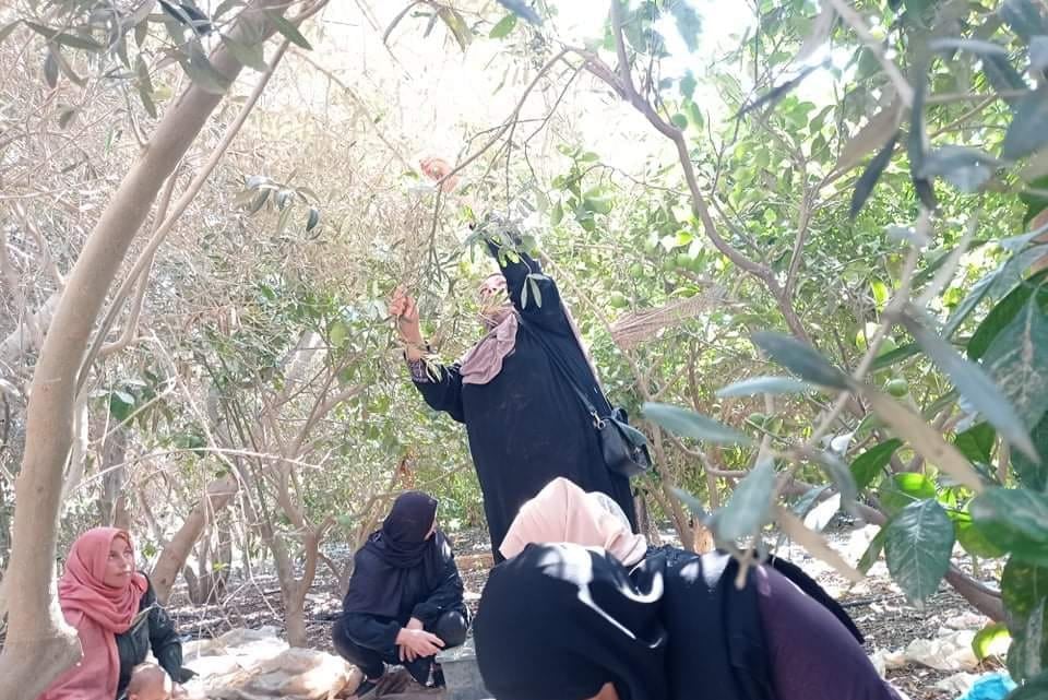  Olive picking activity in Gaza